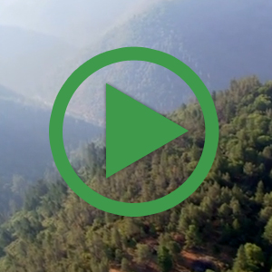 Rethinking Forests: The Fight Against Global Warming